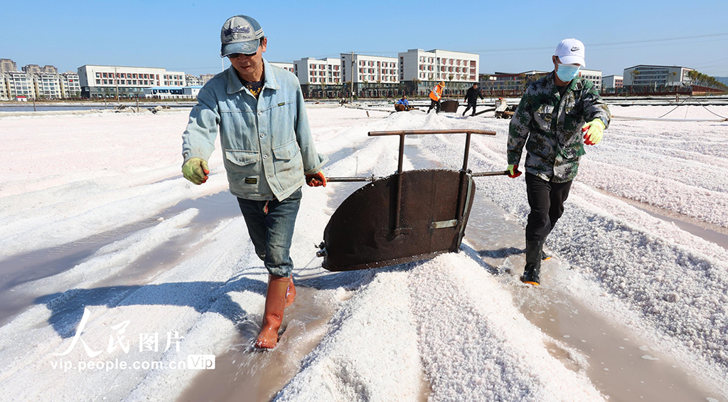 江蘇連云港：原鹽“秋扒”忙【4】