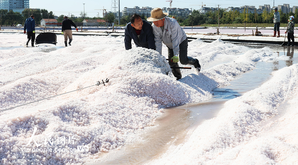 江蘇連云港:原鹽“秋扒”忙【2】