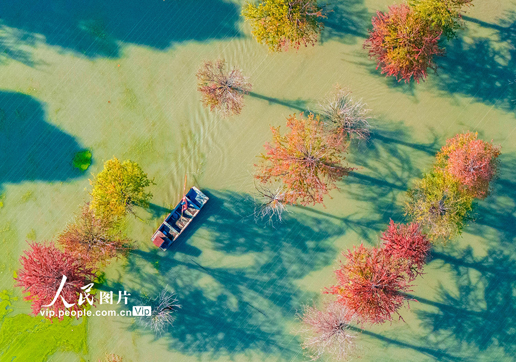 江蘇泗洪:湖光杉影入畫來【2】