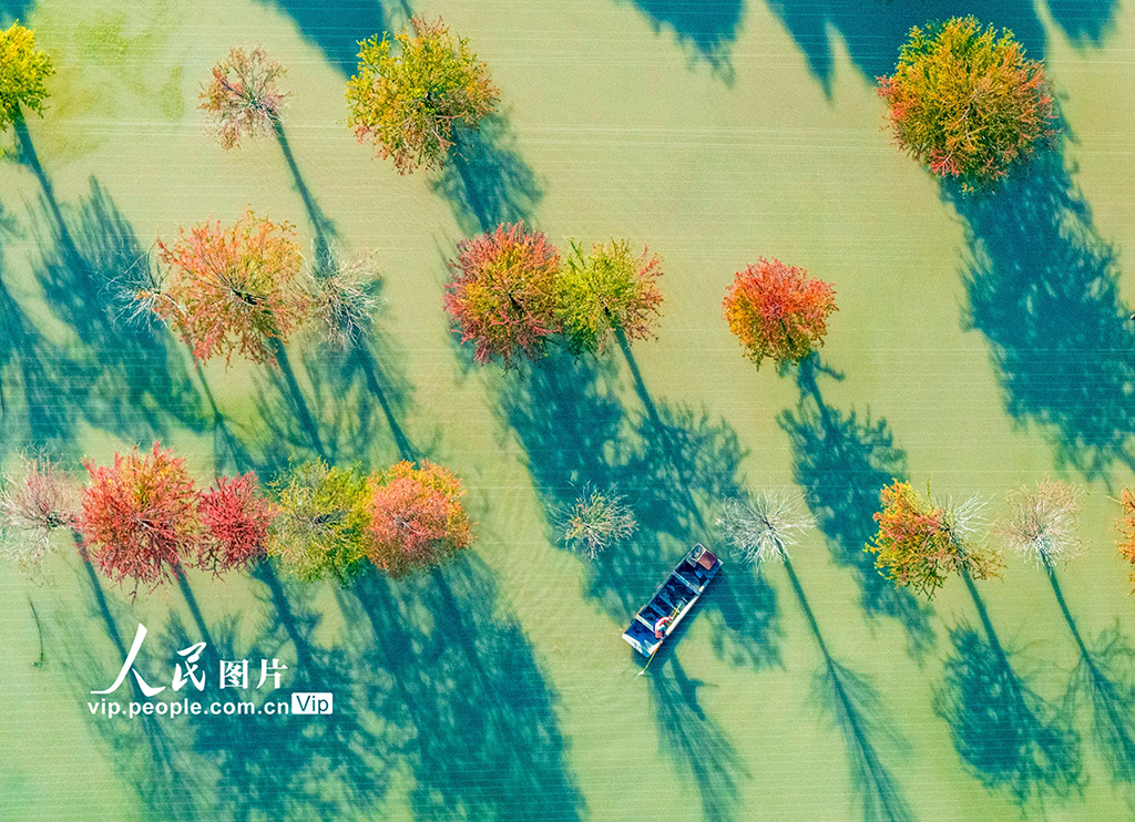 江蘇泗洪:湖光杉影入畫來【3】