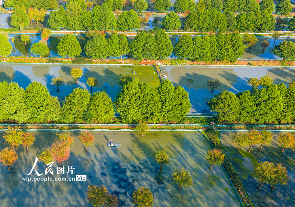 江蘇泗洪：湖光杉影入畫來【5】