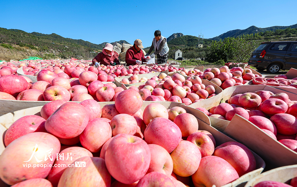 山東乳山:蘋果喜豐收【5】