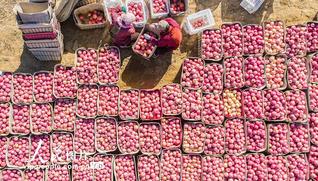 山東乳山:蘋果喜豐收【6】