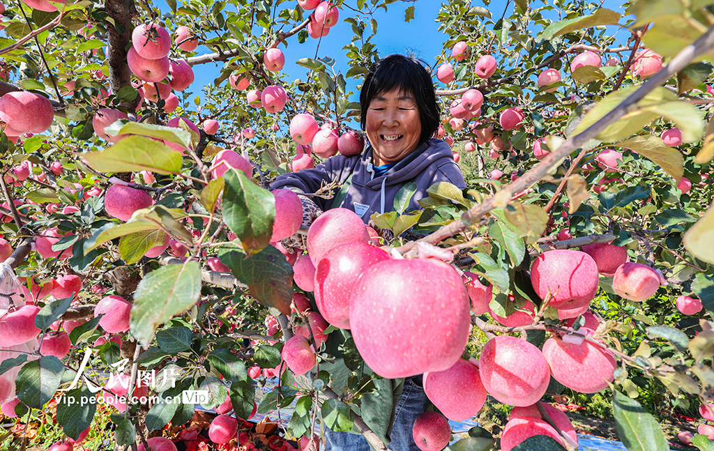 山東乳山:蘋果喜豐收【2】