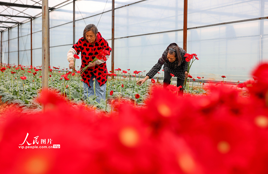貴州玉屏：非洲菊綻放“美麗經濟”【2】