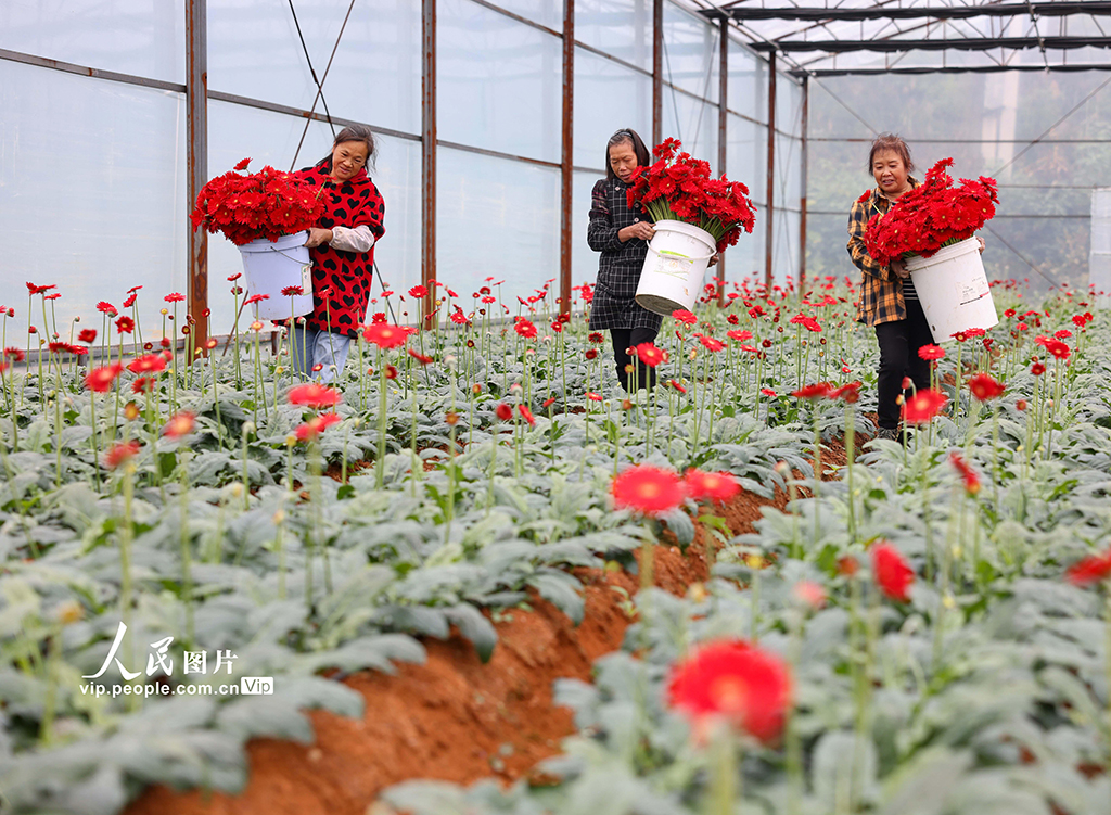 貴州玉屏：非洲菊綻放“美麗經濟”【3】