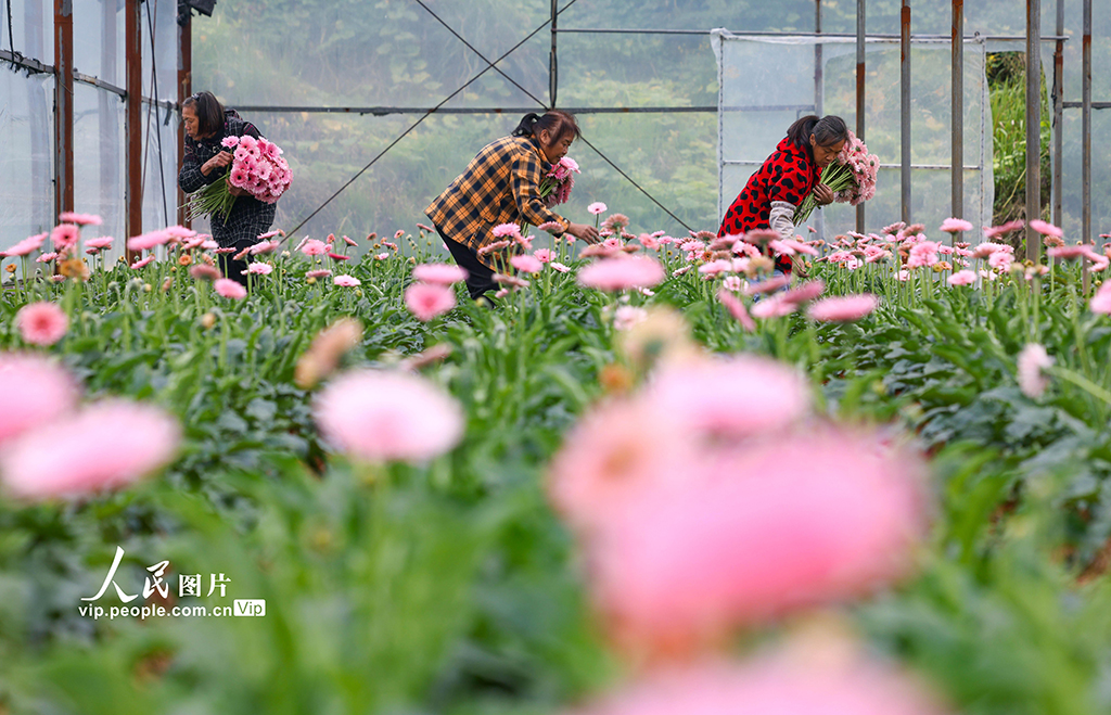 貴州玉屏：非洲菊綻放“美麗經濟”【4】