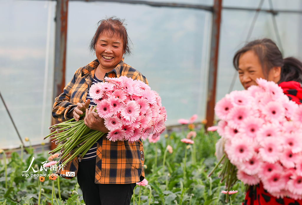 貴州玉屏：非洲菊綻放“美麗經濟”【5】