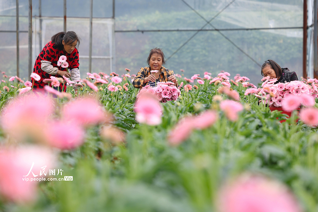 貴州玉屏：非洲菊綻放“美麗經濟”【6】