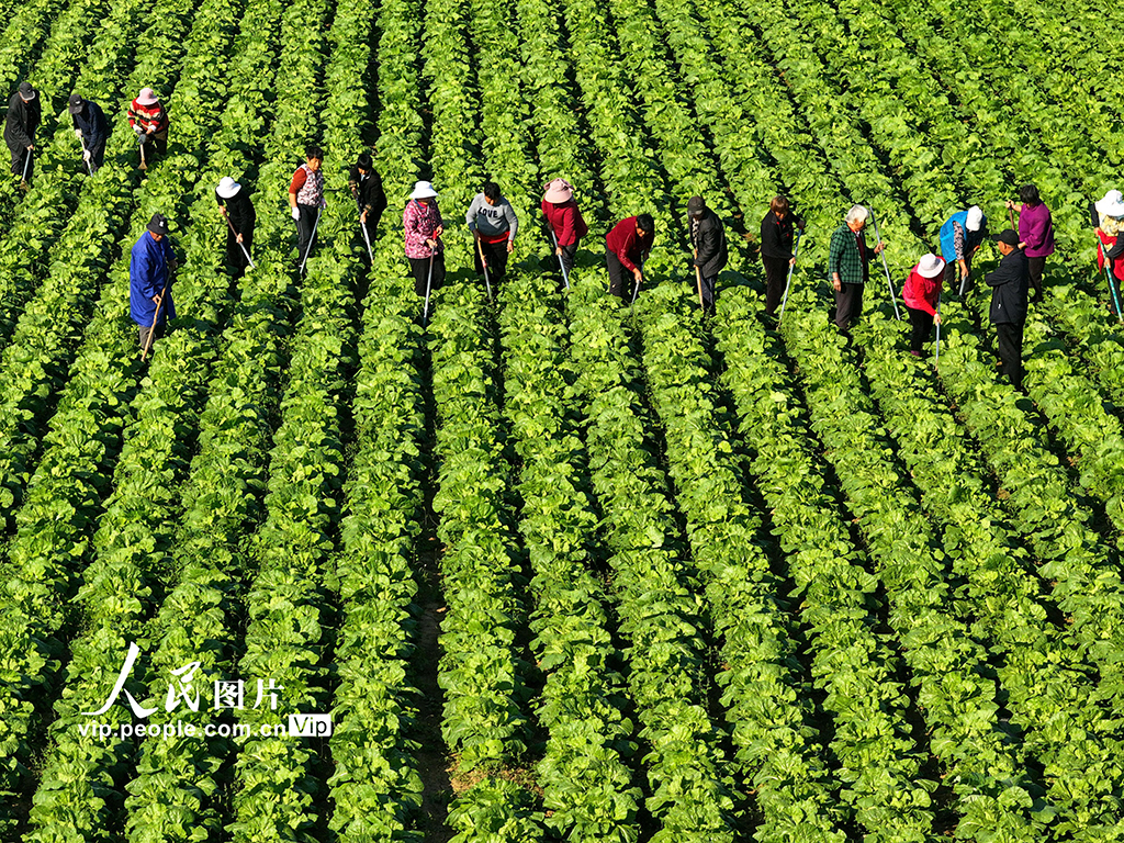 安徽蒙城：大白菜秋管忙【2】
