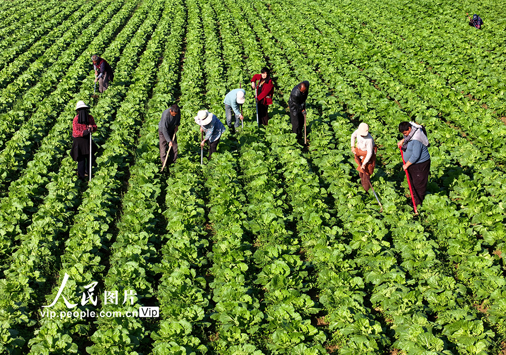 安徽蒙城：大白菜秋管忙【3】