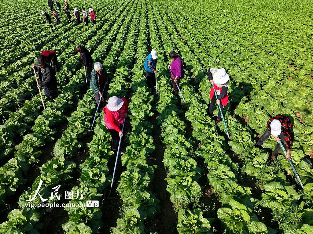 安徽蒙城：大白菜秋管忙【4】