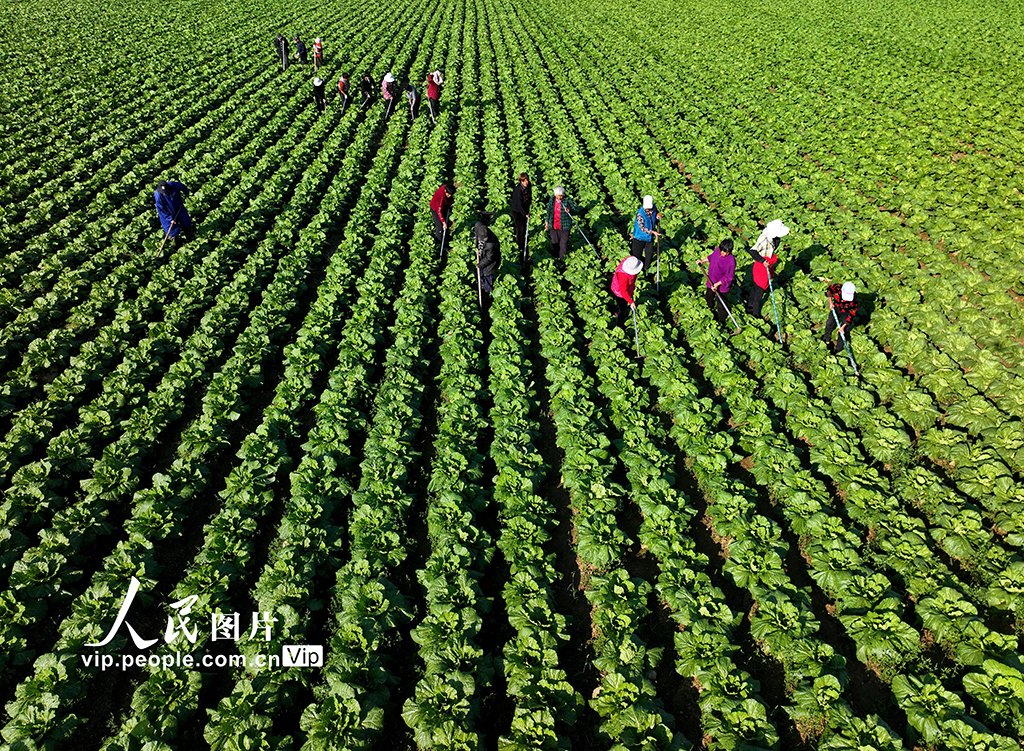 安徽蒙城：大白菜秋管忙【6】