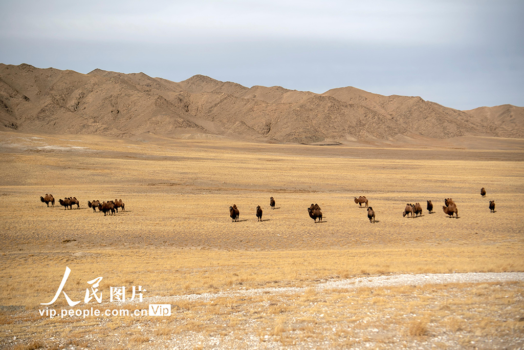 甘肅阿克塞：高原秋景入畫來【3】