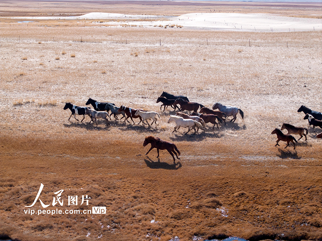 甘肅阿克塞：高原秋景入畫來【2】