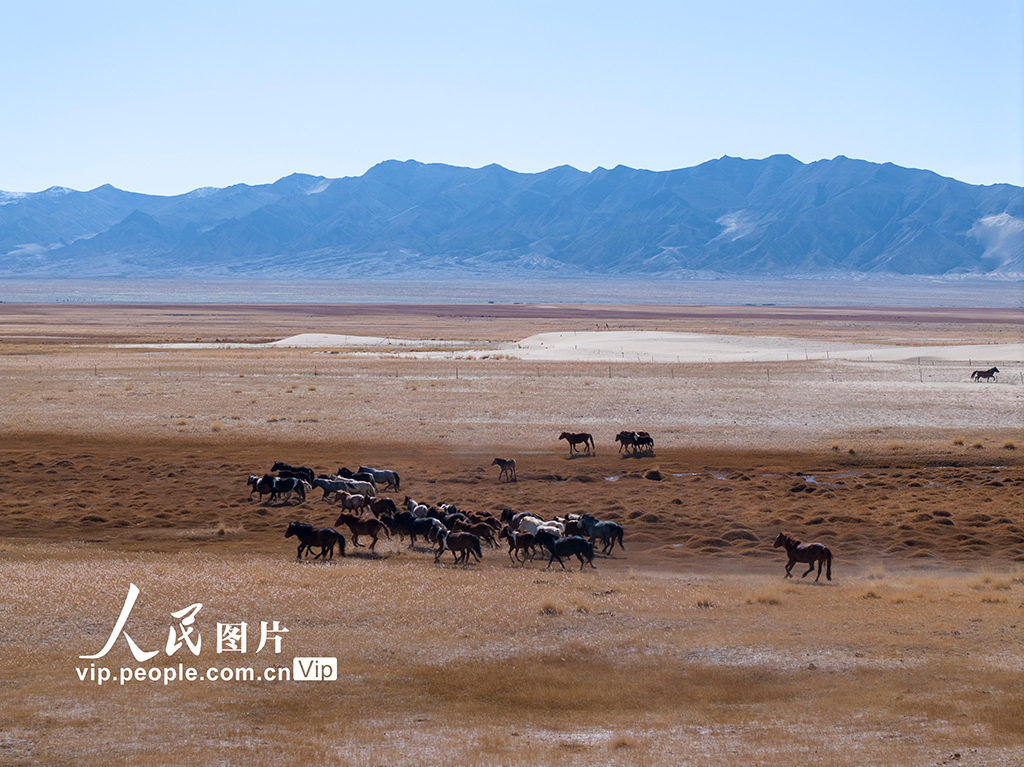 甘肅阿克塞：高原秋景入畫來【11】