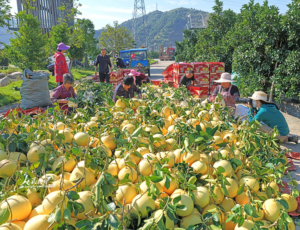 浙江玉環： 文旦柚喜豐收【3】