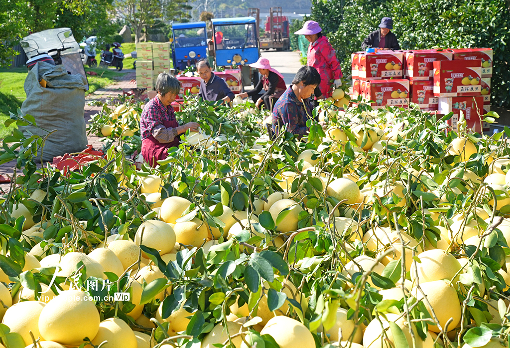 浙江玉環： 文旦柚喜豐收【2】