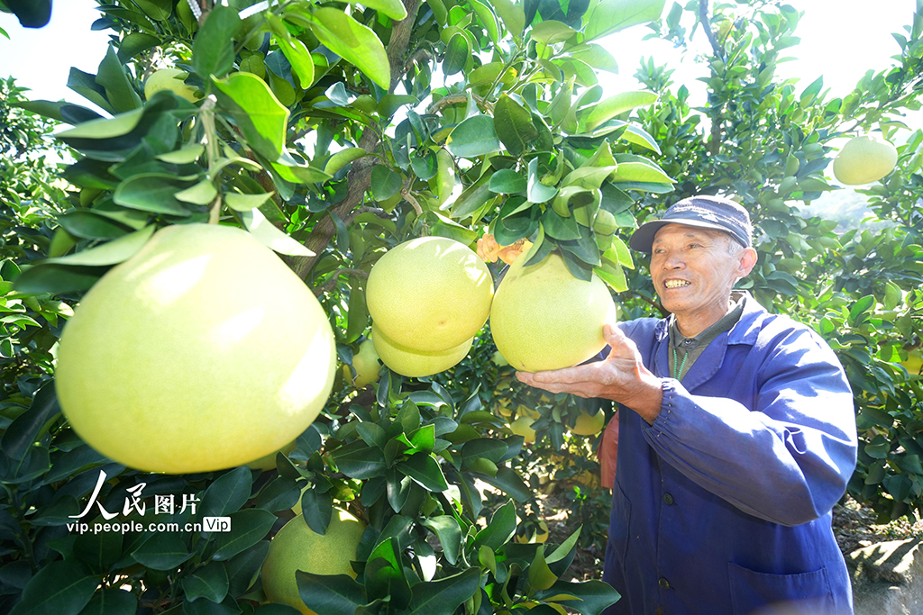 浙江玉環： 文旦柚喜豐收【4】