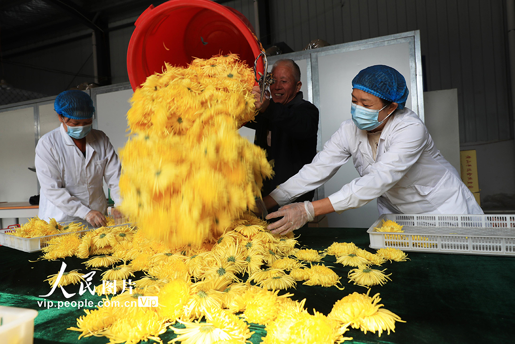 河南鄢陵:菊花采收【3】