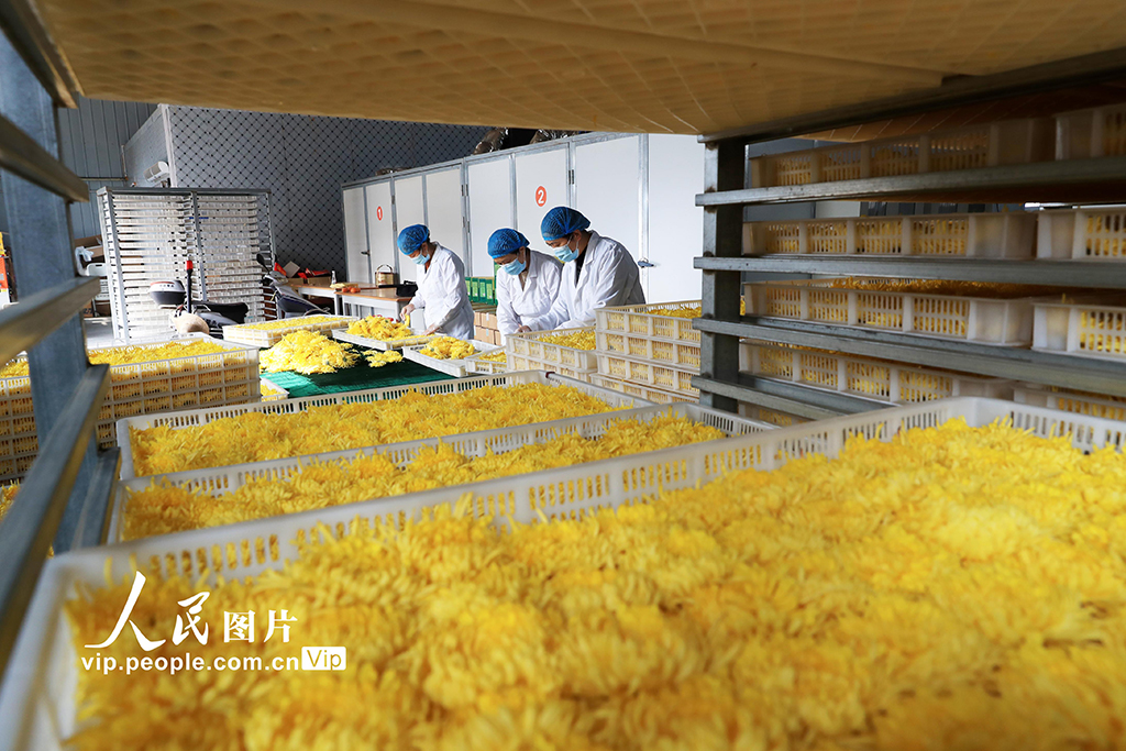 河南鄢陵:菊花采收【5】