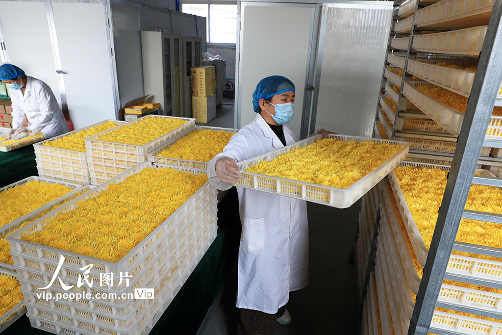 河南鄢陵:菊花采收【6】