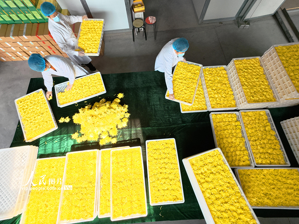 河南鄢陵:菊花采收【4】