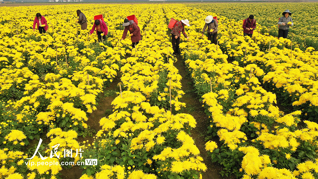 河南鄢陵:菊花采收【2】