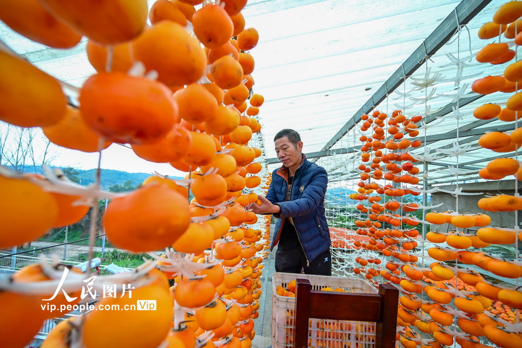 河南宜陽:柿餅加工【3】