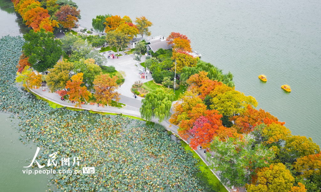 江蘇南京:玄武湖秋景如畫【2】