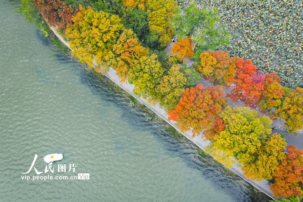 江蘇南京:玄武湖秋景如畫【4】