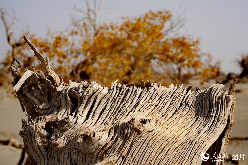 新疆:金色胡楊映棉白【5】
