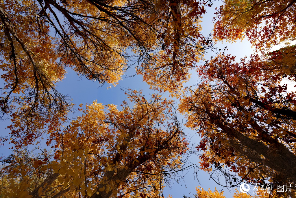 新疆:金色胡楊映棉白【4】