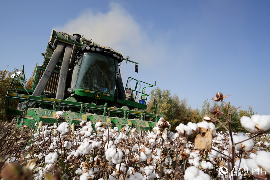 新疆:金色胡楊映棉白【3】