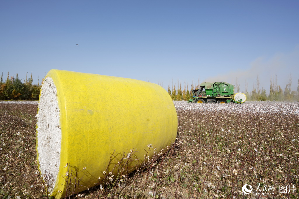 新疆:金色胡楊映棉白【2】