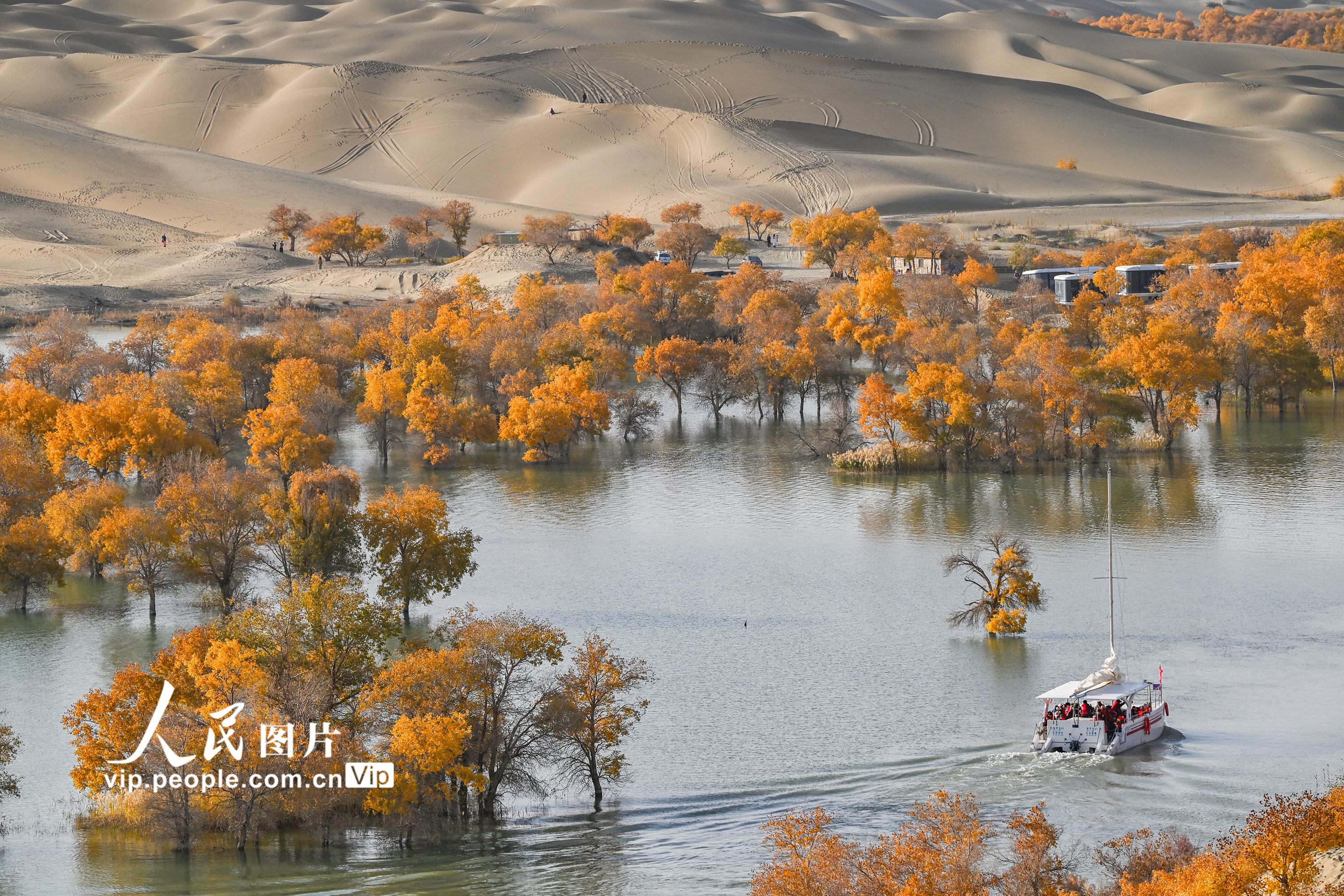 新疆尉犁：大漠胡楊醉游人【2】