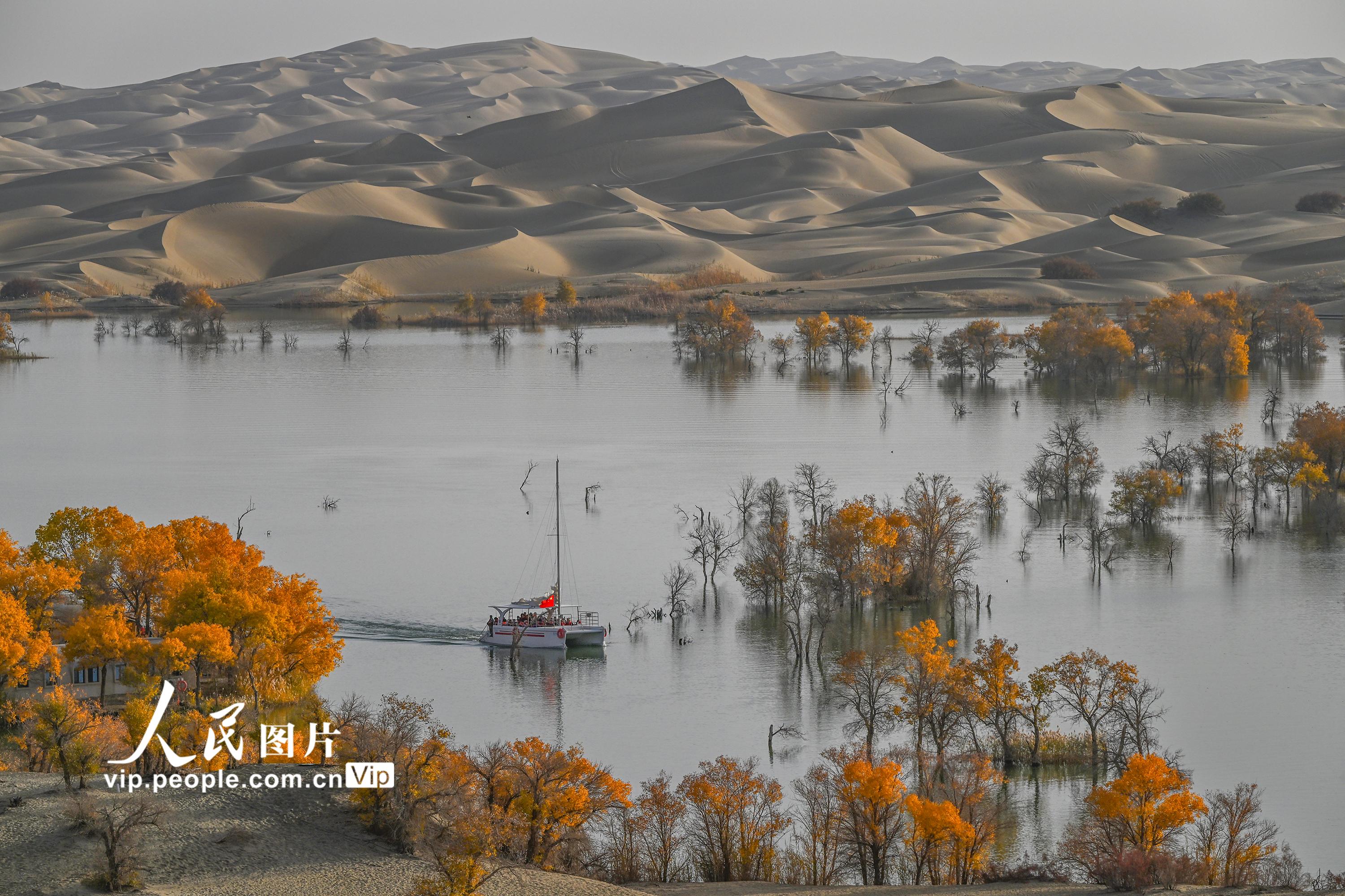 新疆尉犁：大漠胡楊醉游人【3】