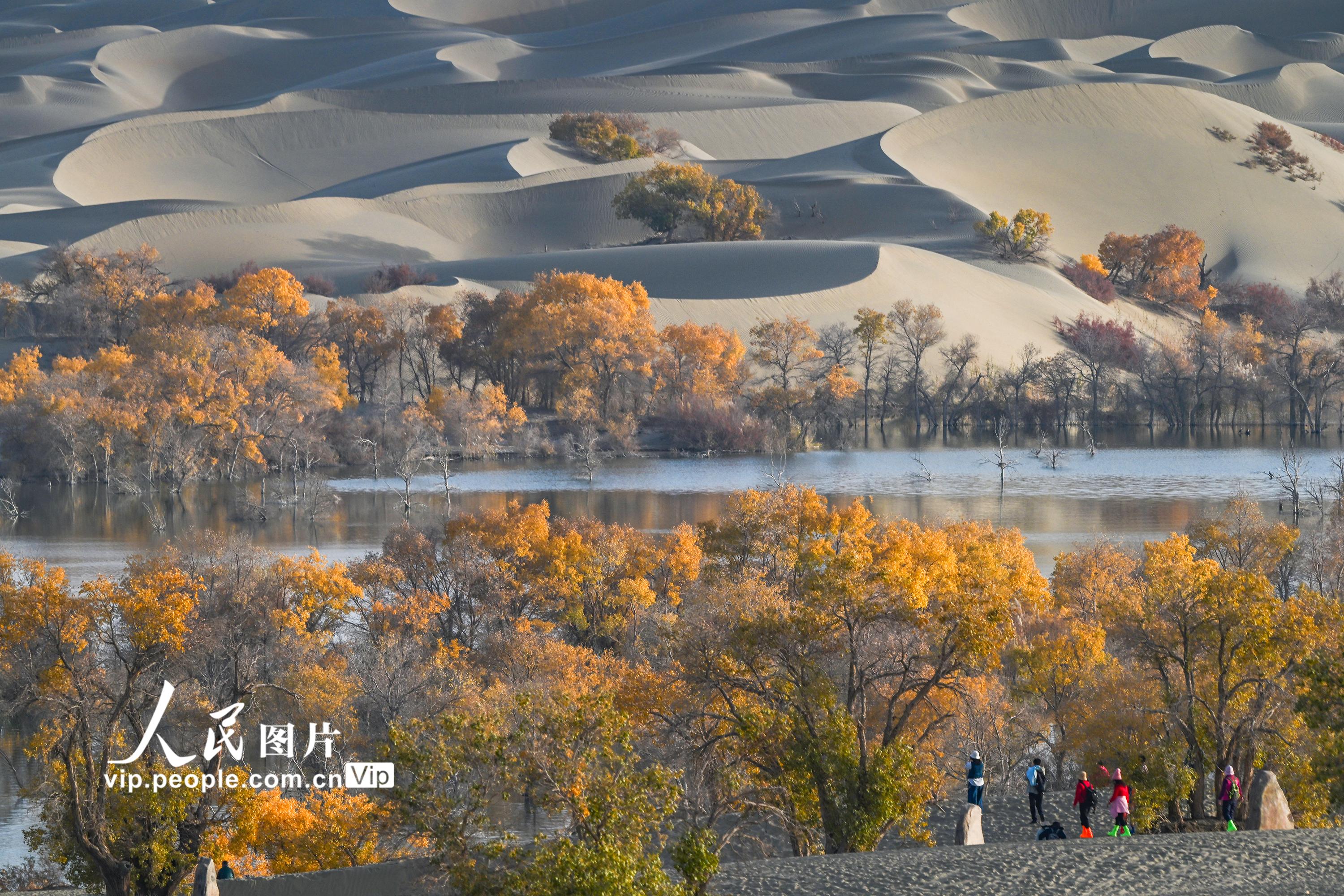 新疆尉犁：大漠胡楊醉游人【4】