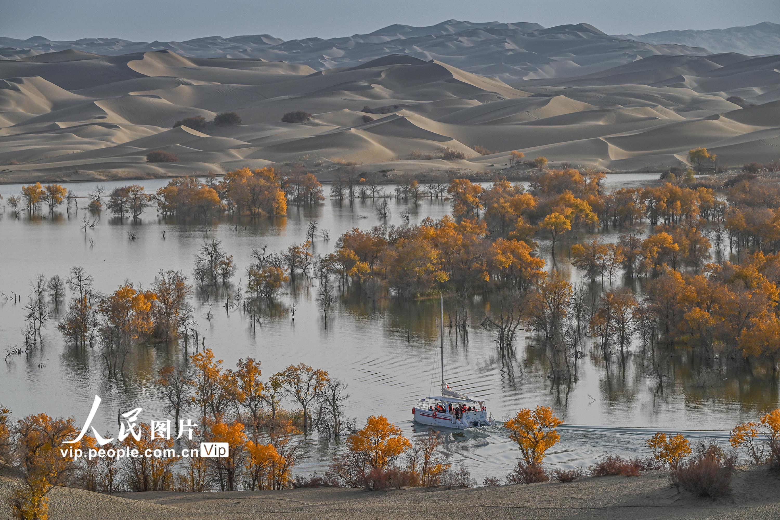 新疆尉犁：大漠胡楊醉游人【5】