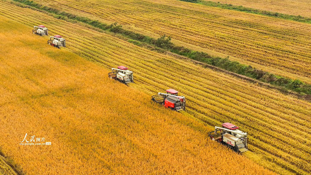 江蘇泗洪:搶收水稻【2】