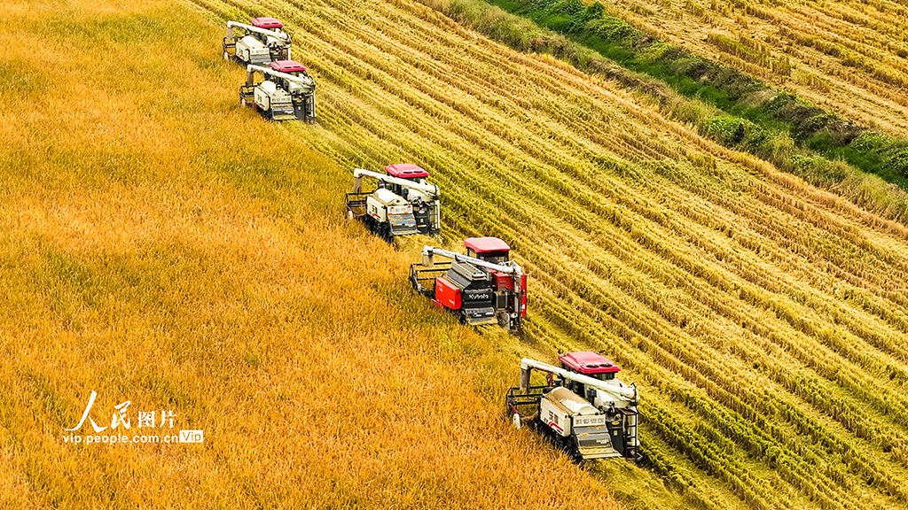 江蘇泗洪:搶收水稻【3】