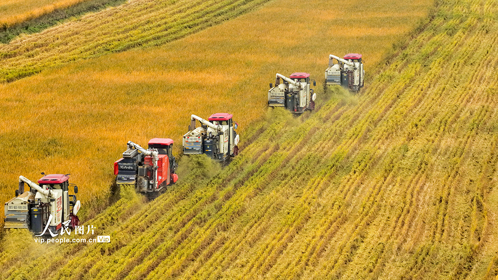 江蘇泗洪:搶收水稻【4】