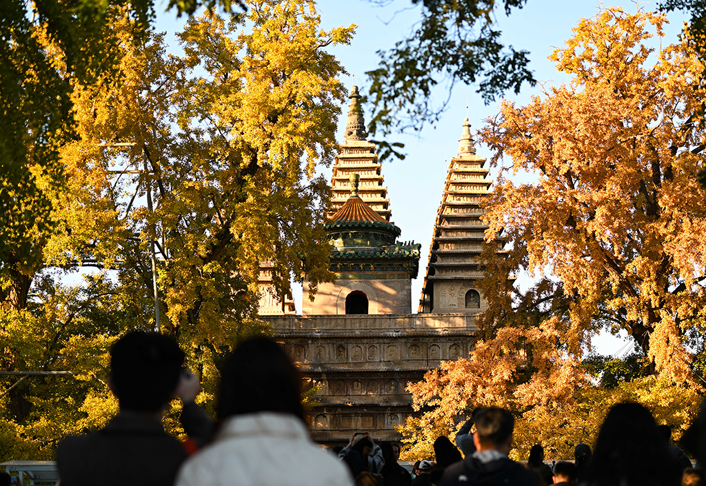 掩映在銀杏樹下的金剛寶座塔（10月26日攝）。