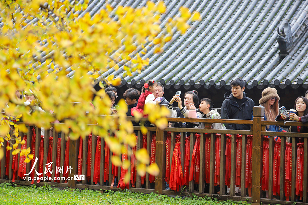 陜西西安:古銀杏樹換“金裝”【4】