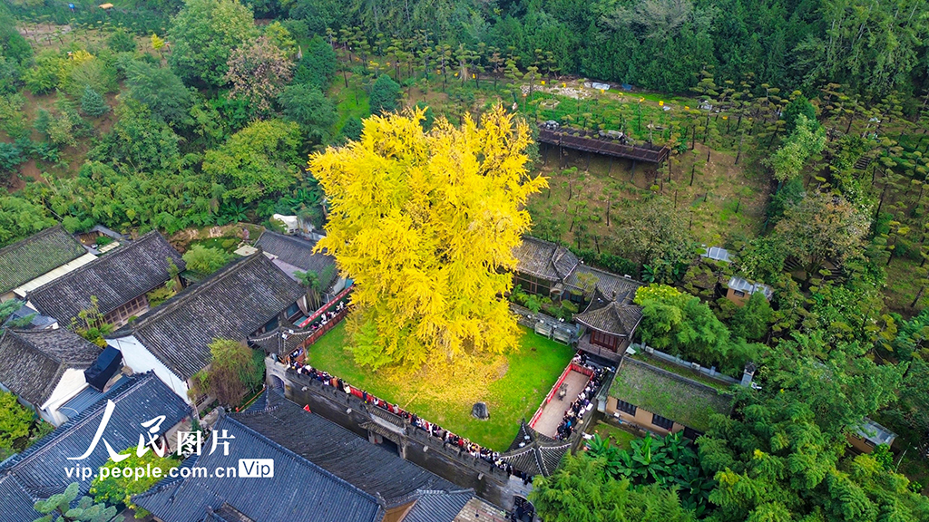 陜西西安:古銀杏樹換“金裝”【2】