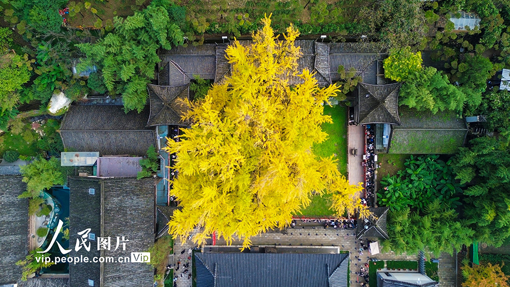 陜西西安:古銀杏樹換“金裝”【3】