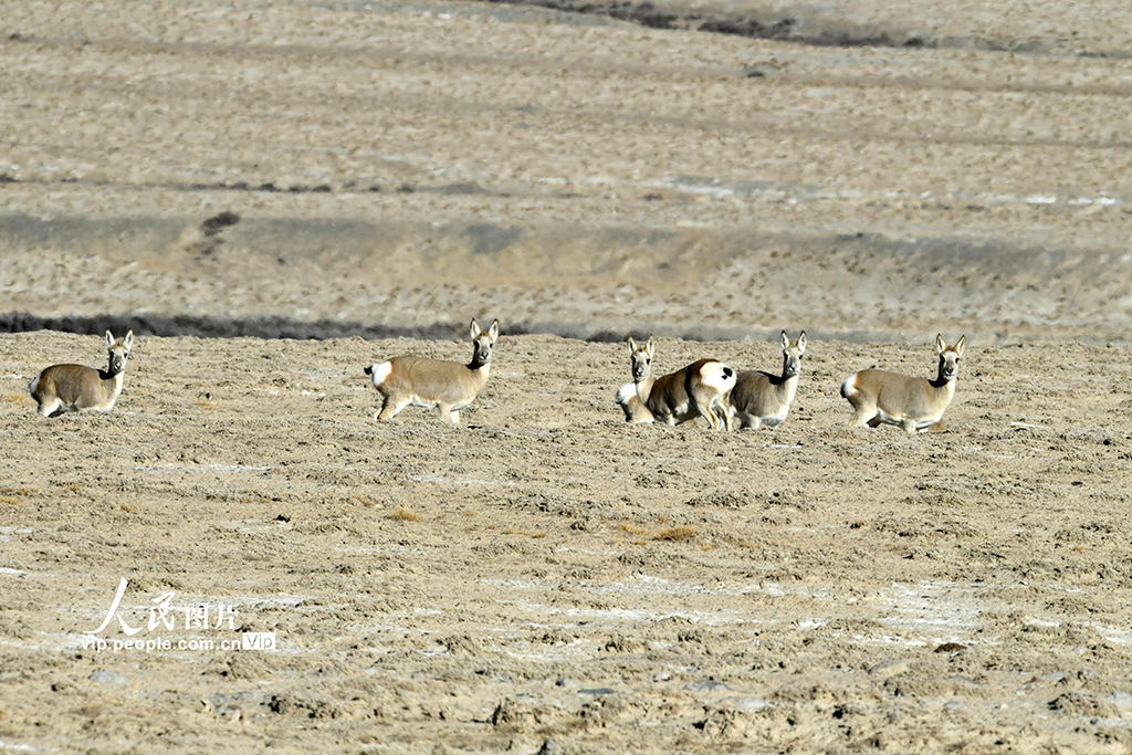 甘肅阿克塞：高原精靈藏原羚活動覓食【2】