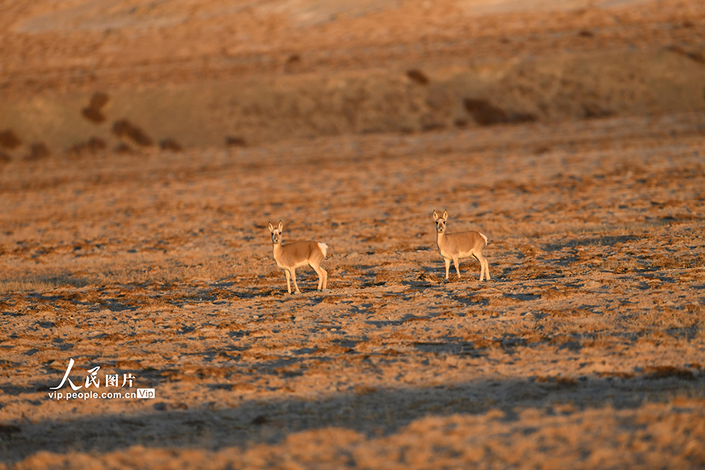 甘肅阿克塞：高原精靈藏原羚活動覓食【3】