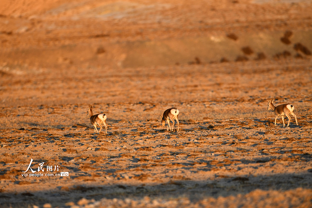甘肅阿克塞：高原精靈藏原羚活動覓食【4】