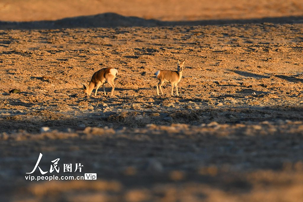甘肅阿克塞：高原精靈藏原羚活動覓食【5】